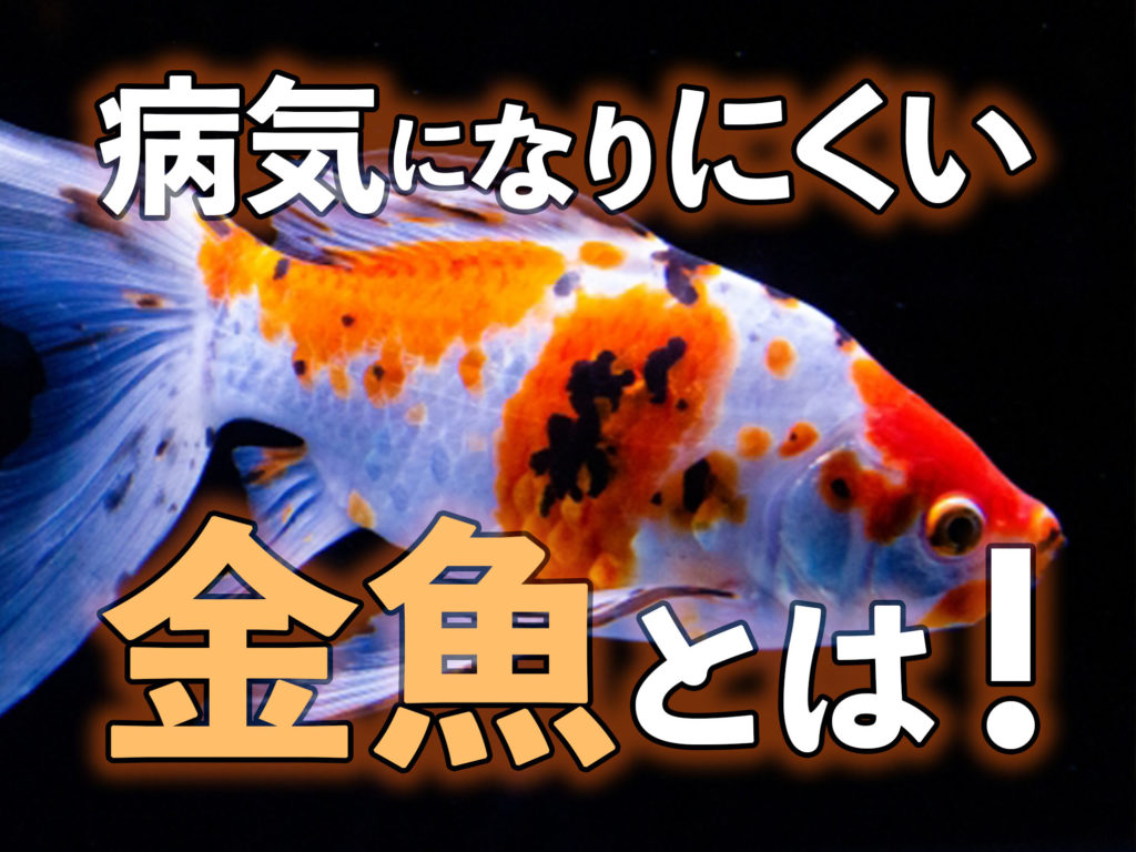 病気になりにくい金魚5選！病気になる要因をもとに強健種を紹介のサムネイル画像
