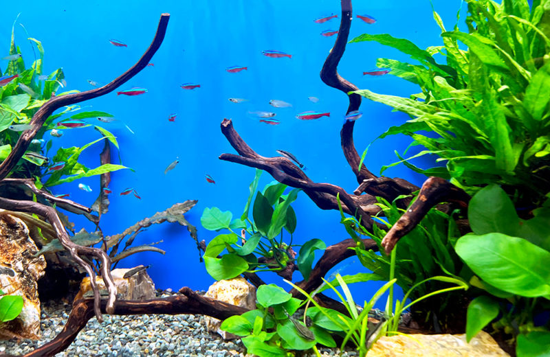 株式会社フォトクラフト社様に90cm淡水魚水槽をレンタル！ 水槽画像３