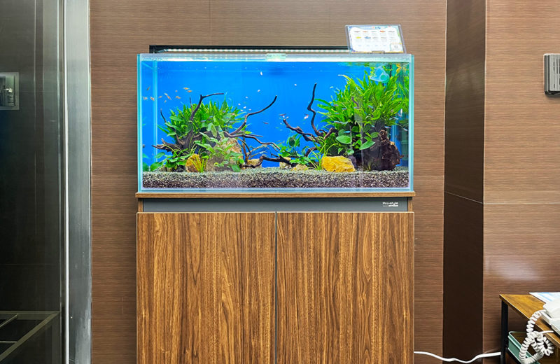 株式会社フォトクラフト社様に90cm淡水魚水槽をレンタル！ 水槽画像２