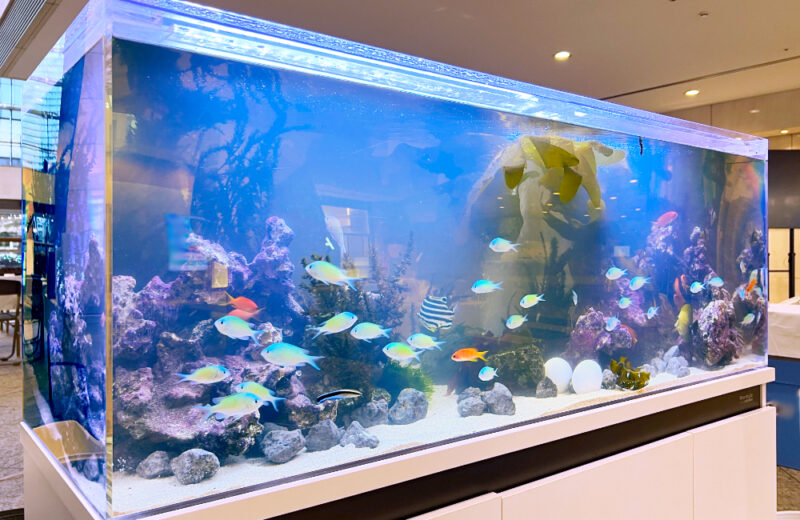 JFEエンジニアリング株式会社様に120cm水槽を短期レンタル！海藻を展示 水槽画像５