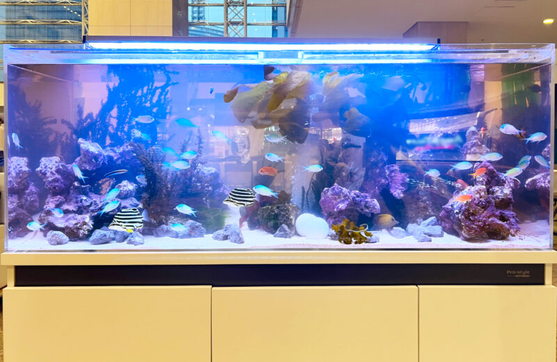 JFEエンジニアリング株式会社様に120cm水槽を短期レンタル！海藻を展示 水槽画像２