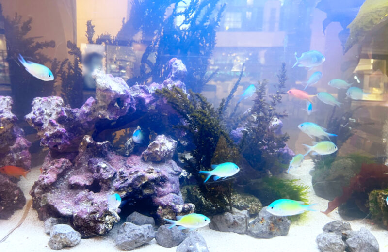 JFEエンジニアリング株式会社様に120cm水槽を短期レンタル！海藻を展示 水槽画像３