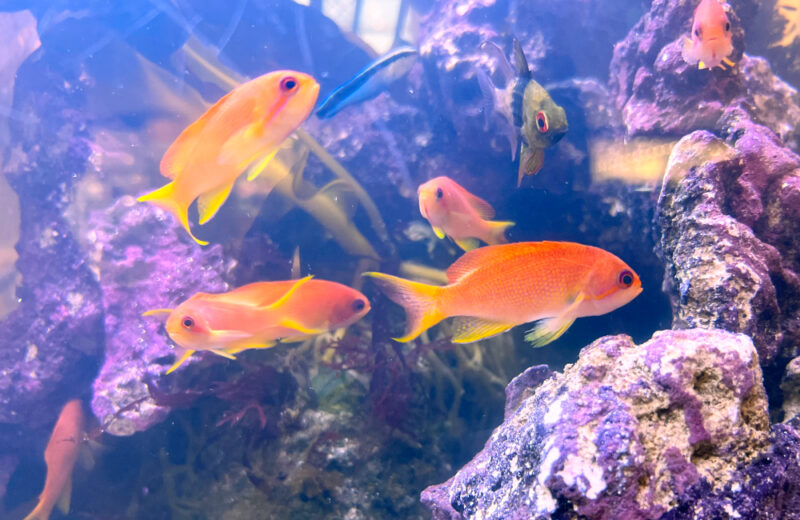 JFEエンジニアリング株式会社様に120cm水槽を短期レンタル！海藻を展示 水槽画像４