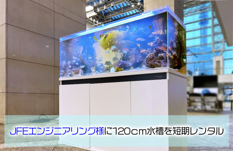 JFEエンジニアリング株式会社様に120cm水槽を短期レンタル！海藻を展示サムネイル