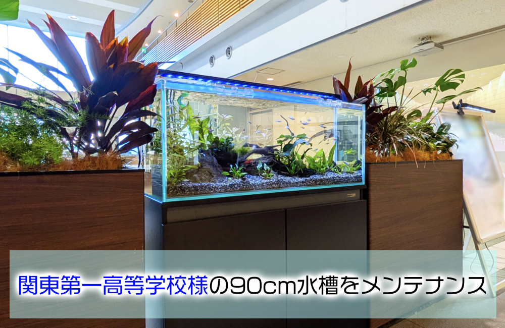 関東第一高等学校様の90cm水草水槽を定期メンテナンス！ メイン画像