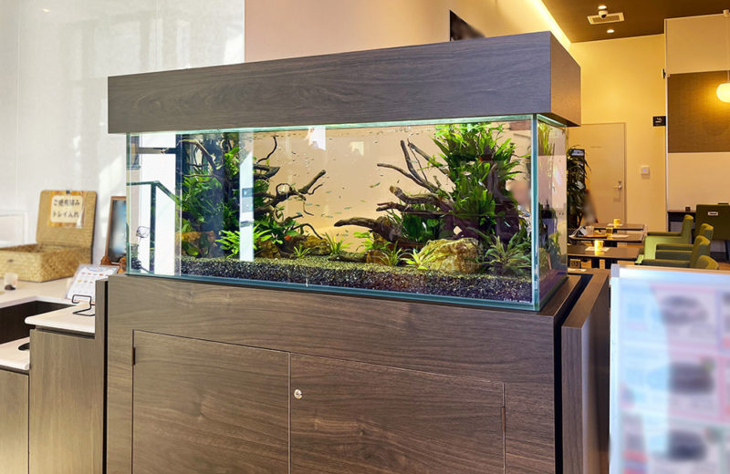 京都トヨペット株式会社・宇治店様に120cm淡水魚水槽をレンタル！ 水槽画像５