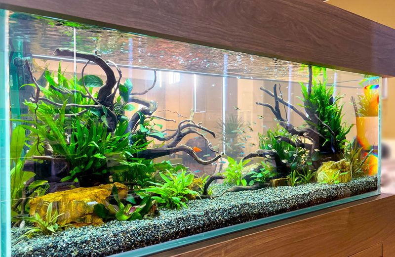 京都トヨペット株式会社・宇治店様に120cm淡水魚水槽をレンタル！ 水槽画像４