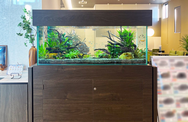 京都トヨペット株式会社・宇治店様に120cm淡水魚水槽をレンタル！ 水槽画像２