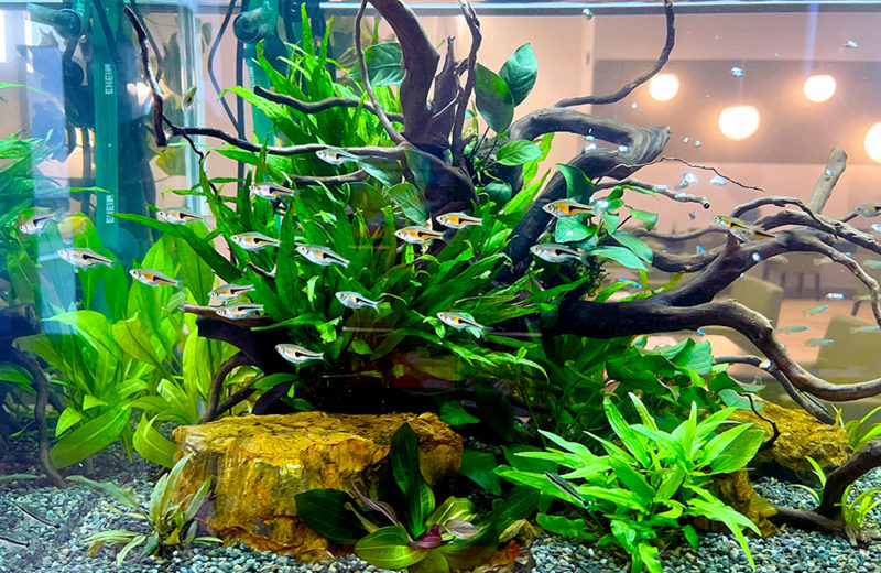 京都トヨペット株式会社・宇治店様に120cm淡水魚水槽をレンタル！ 水槽画像３