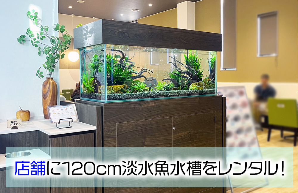 京都トヨペット株式会社・宇治店様に120cm淡水魚水槽をレンタル！ メイン画像