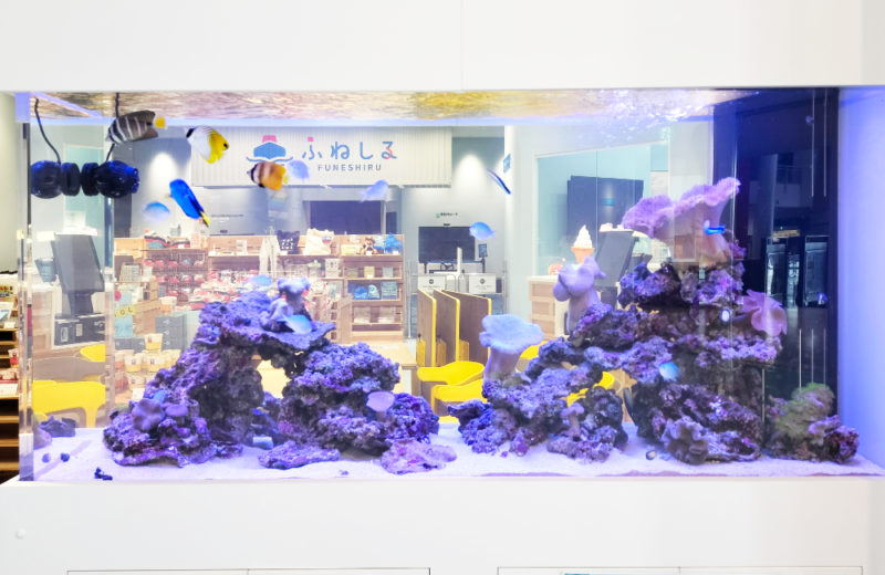商船三井ミュージアム「ふねしる」様のサンゴ水槽！1.6m水槽に魚を導入 水槽画像３