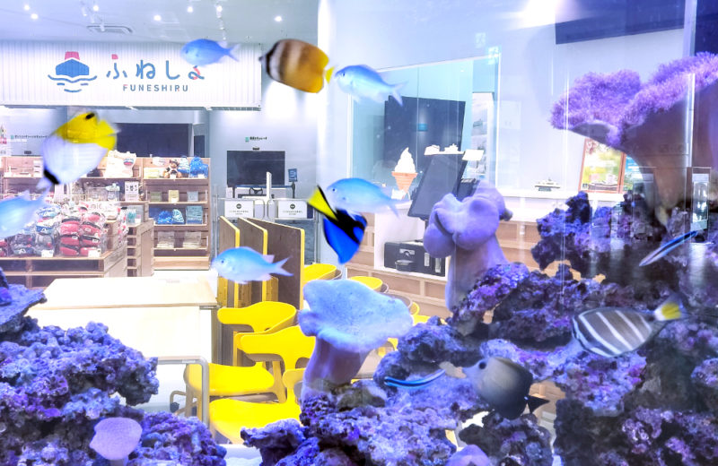 商船三井ミュージアム「ふねしる」様のサンゴ水槽！1.6m水槽に魚を導入 水槽画像４