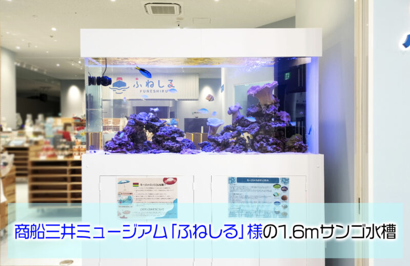 商船三井ミュージアム「ふねしる」様のサンゴ水槽!1.6m水槽に魚を導入サムネイル
