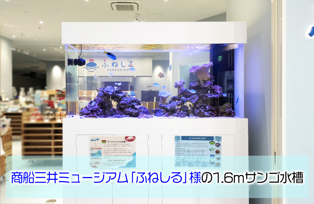 商船三井ミュージアム「ふねしる」様のサンゴ水槽！1.6m水槽に魚を導入 メイン画像