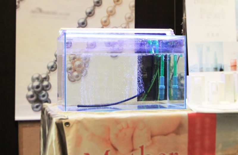 台東区　短期イベント 60cm水槽　1日の短期水槽レンタル事例 水槽画像１