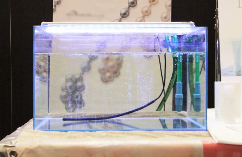 台東区　短期イベント 60cm水槽　1日の短期水槽レンタル事例 水槽画像３