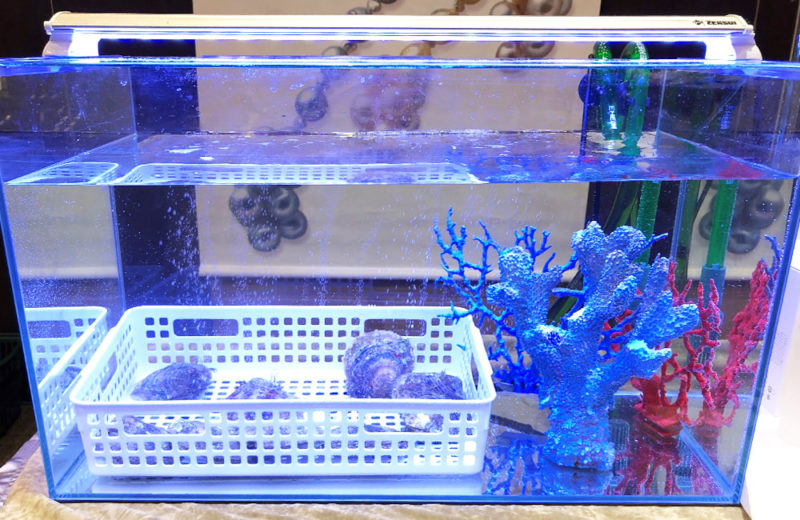 台東区　短期イベント 60cm水槽　1日の短期水槽レンタル事例 水槽画像４