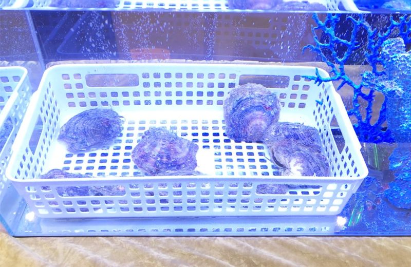 台東区　短期イベント 60cm水槽　1日の短期水槽レンタル事例 水槽画像５