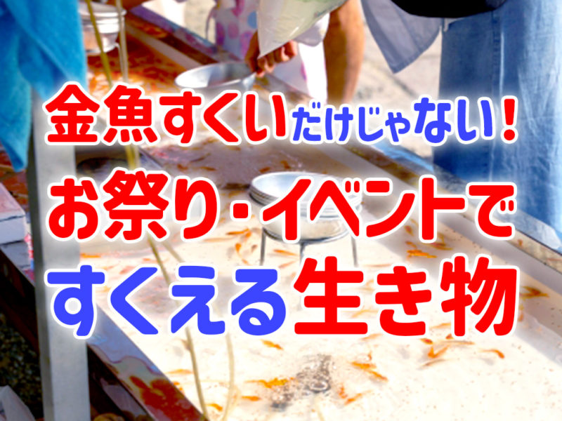 金魚すくいだけじゃない!縁日・イベントですくえる生き物7種と注意点