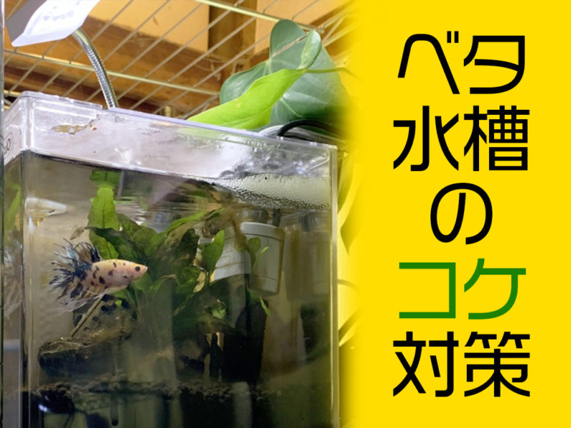 ベタ水槽のコケ対策と書かれた文字入りの見出し画像