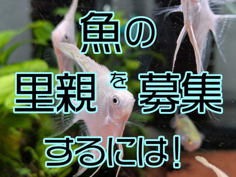 魚の里親を募集するには!譲渡は大丈夫?里親サイトなど安全な譲り方