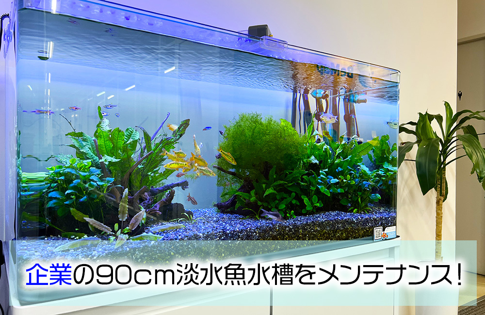 企業様の90cm淡水魚水槽をメンテナンス！ゴールデンバルブがきらめきます