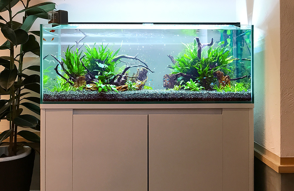 企業様のモデルルームに設置した120cm淡水魚水槽！ラスボラの群泳
