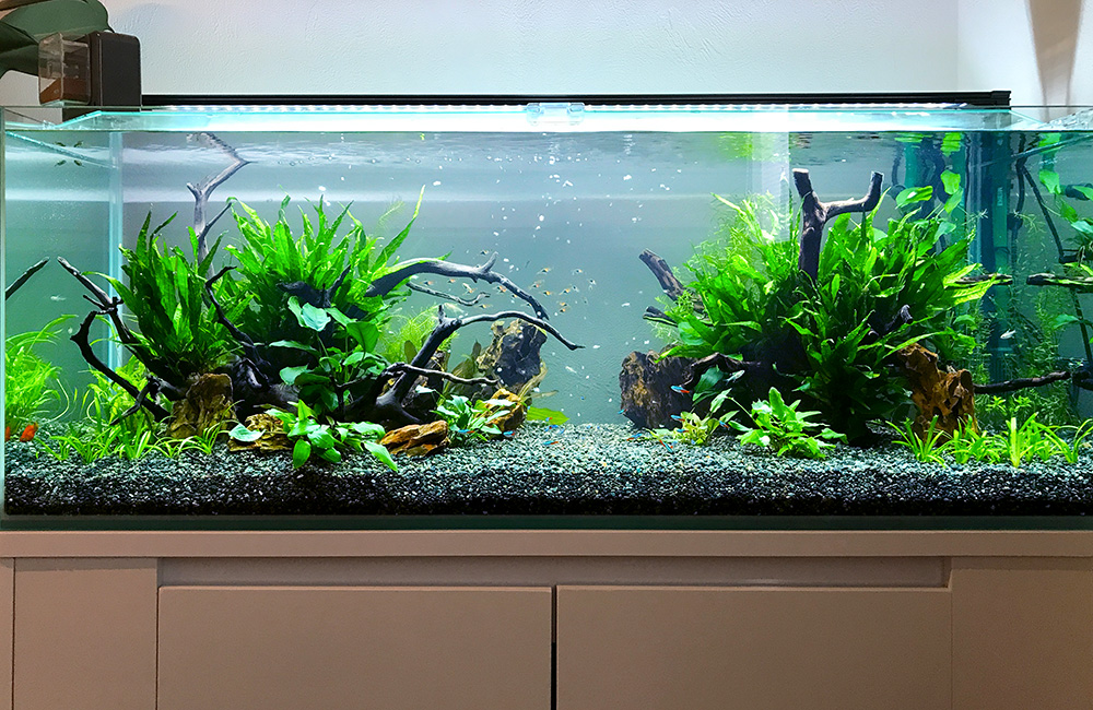 企業様のモデルルームに設置した120cm淡水魚水槽！ラスボラの群泳