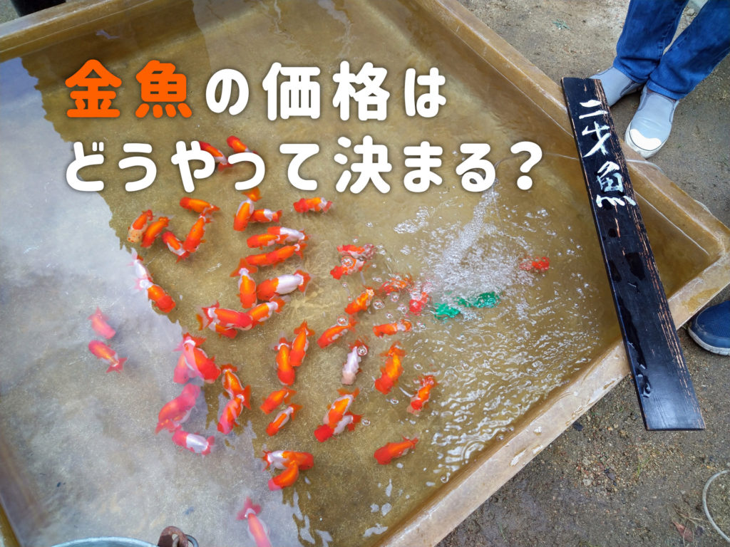 金魚の価格はどうやって決まる？値段が上がる要因と価格の傾向を解説！のサムネイル画像