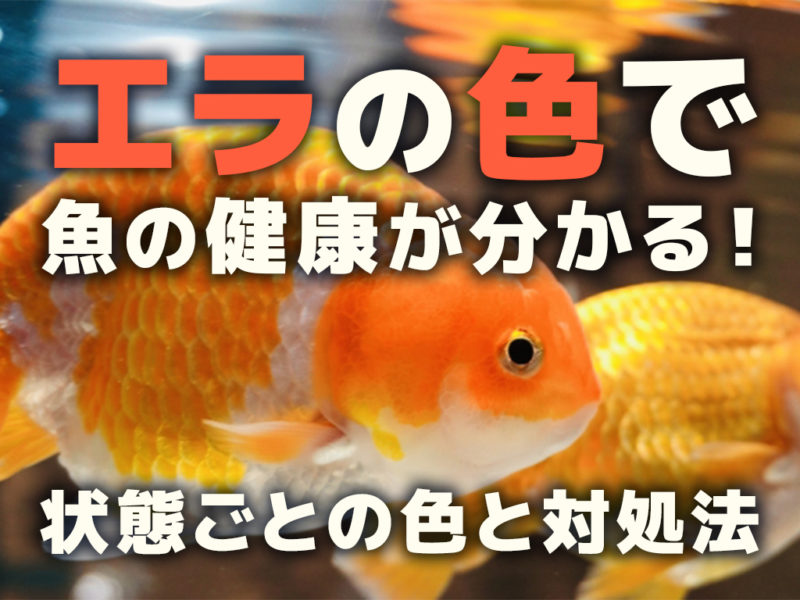 エラの色で魚の健康が分かる!状態ごとの色と対処法を紹介します