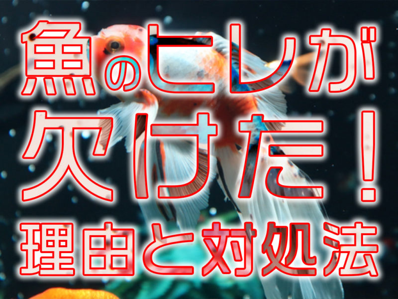 魚のヒレが欠けた!理由と対処法!ヒレ欠けしている魚の購入についても解説