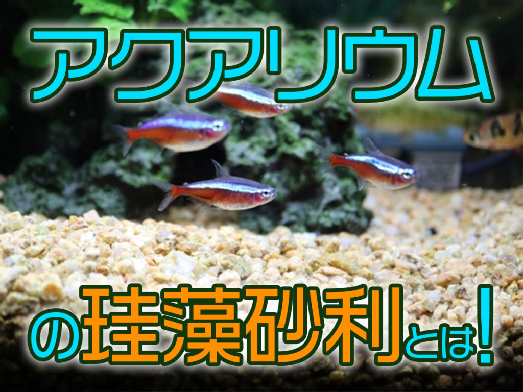 水槽の珪藻砂利とは！水質改善の効果から期限、珪藻土との違いも解説のサムネイル画像
