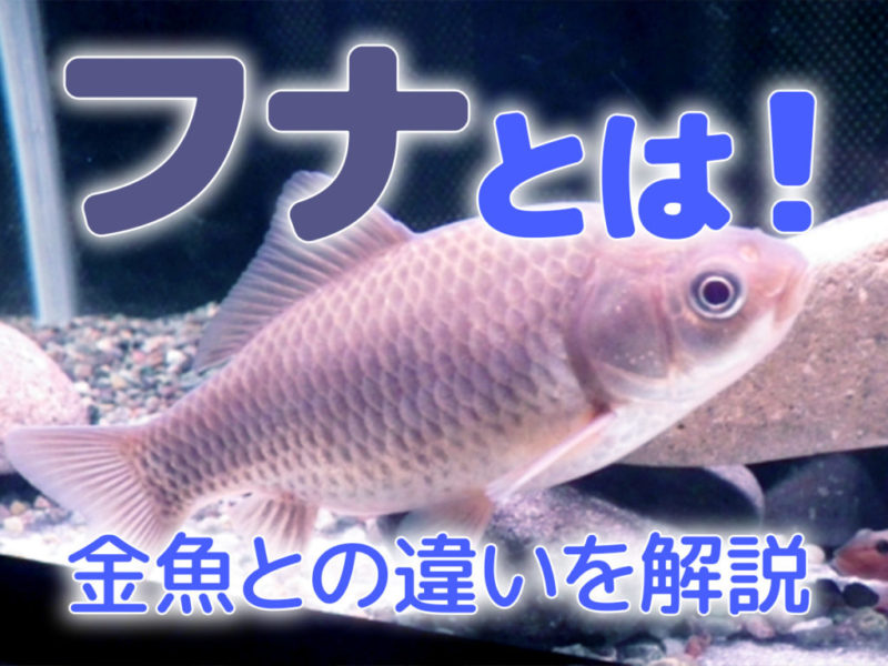 フナとは!特徴から主な種類、金魚との違いや飼育のポイントを解説