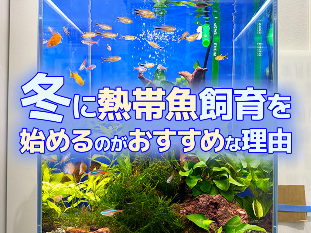 熱帯魚飼育を始めるなら冬をおすすめする3つの理由とはのサムネイル画像