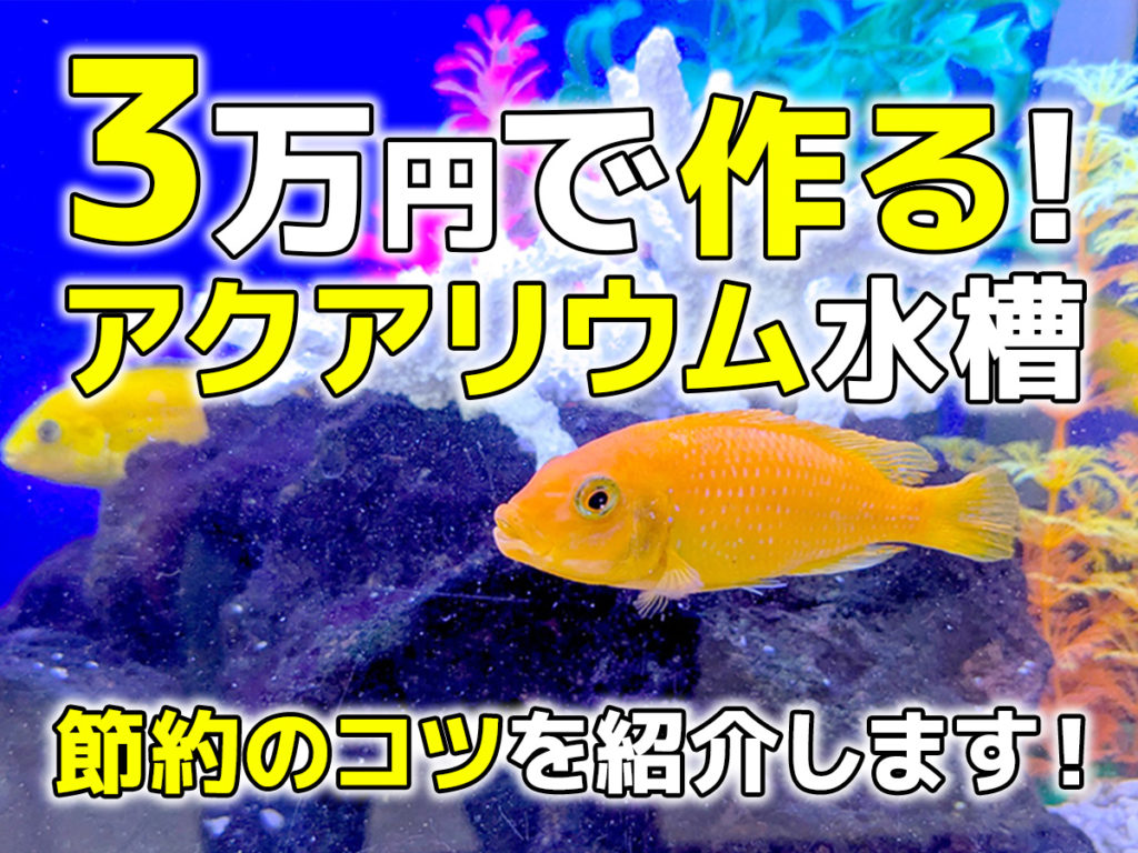 3万円で作るアクアリウム水槽！サイズ・機材・生体の予算目安や節約のコツのサムネイル画像