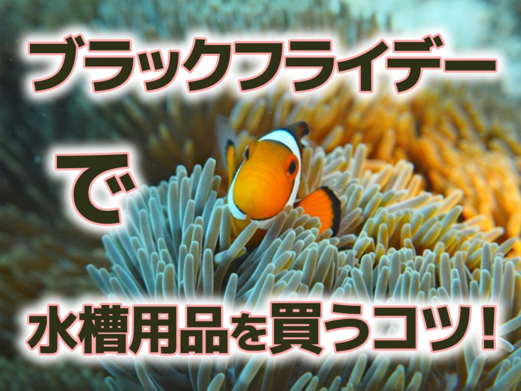ブラックフライデーでアクアリウム用品を買うコツ！効率よく買い回ろうのサムネイル画像
