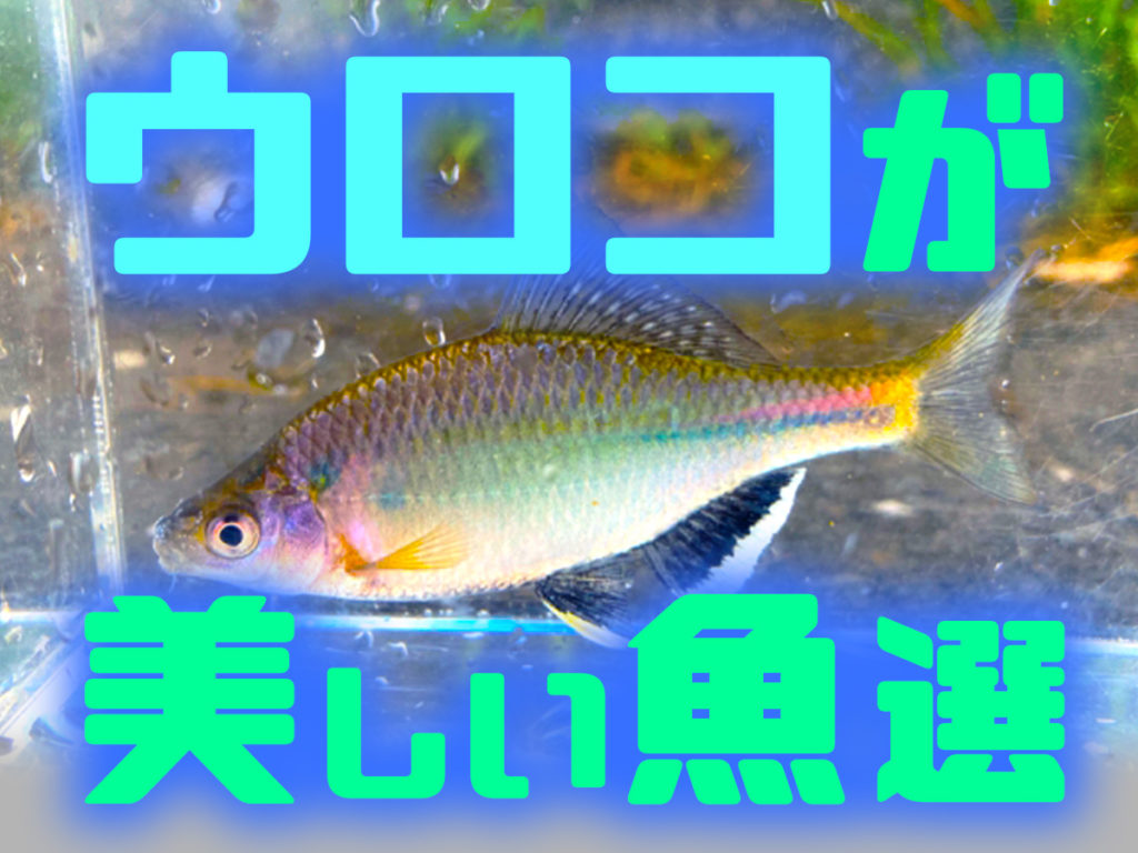 ウロコが美しい魚10選！熱帯魚・金魚・メダカ・海水魚の種類を紹介のサムネイル画像