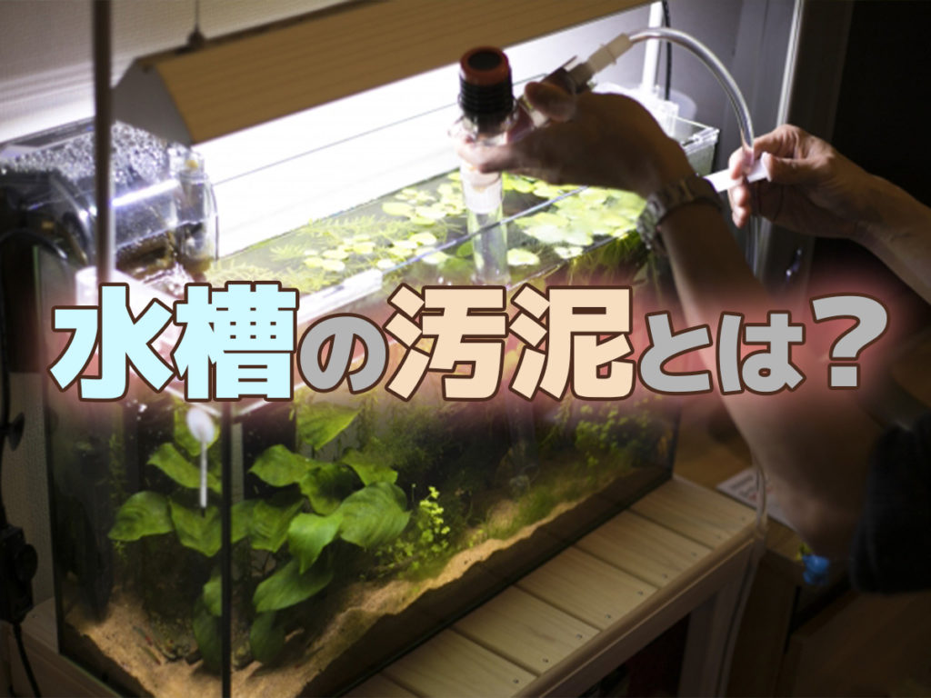 水槽の汚泥とは何か？アクアリウムで汚泥がたまる場所と対策を解説です！のサムネイル画像