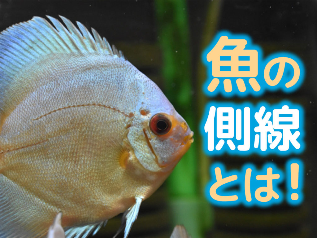 魚の側線とは！水流や振動を感知する優れた器官や観察のコツを解説のサムネイル画像