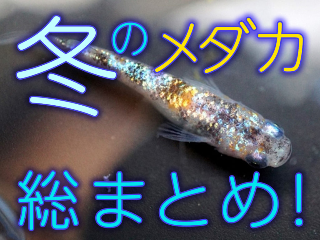 冬のメダカ総まとめ！保温・冬眠・年末年始のメダカイベントについても紹介のサムネイル画像