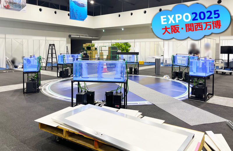 大阪・関西万博にいけす活魚水槽6台を短期レンタル・メンテナンス管理！ 水槽画像５