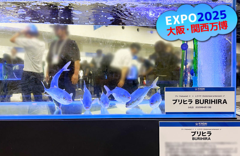 大阪・関西万博にいけす活魚水槽6台を短期レンタル・メンテナンス管理！ 水槽画像３