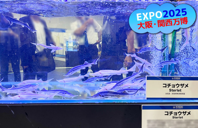 大阪・関西万博にいけす活魚水槽6台を短期レンタル・メンテナンス管理！ 水槽画像４