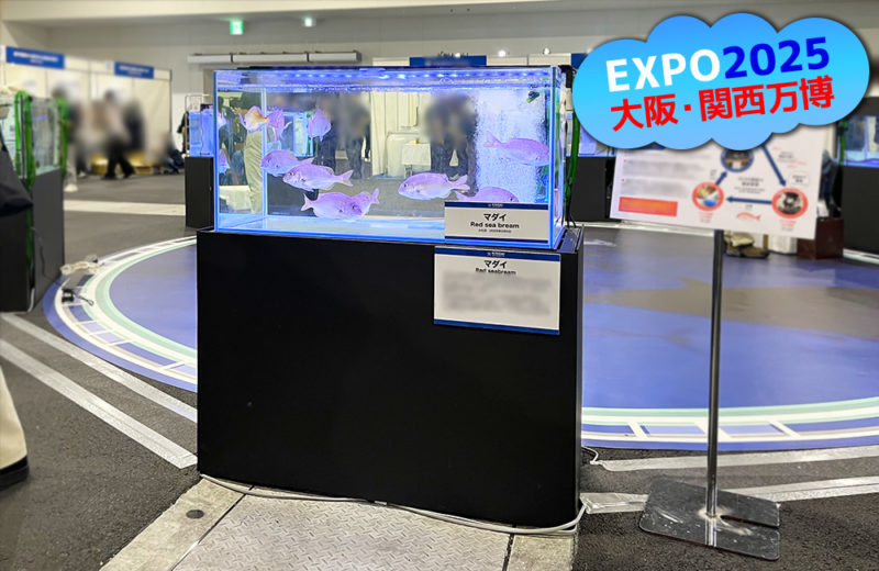 大阪・関西万博にいけす活魚水槽6台を短期レンタル・メンテナンス管理！ 水槽画像２