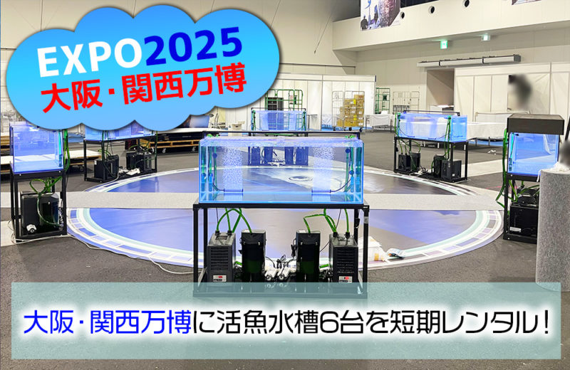 大阪・関西万博にいけす活魚水槽6台を短期レンタル・メンテナンス管理！ 水槽画像１