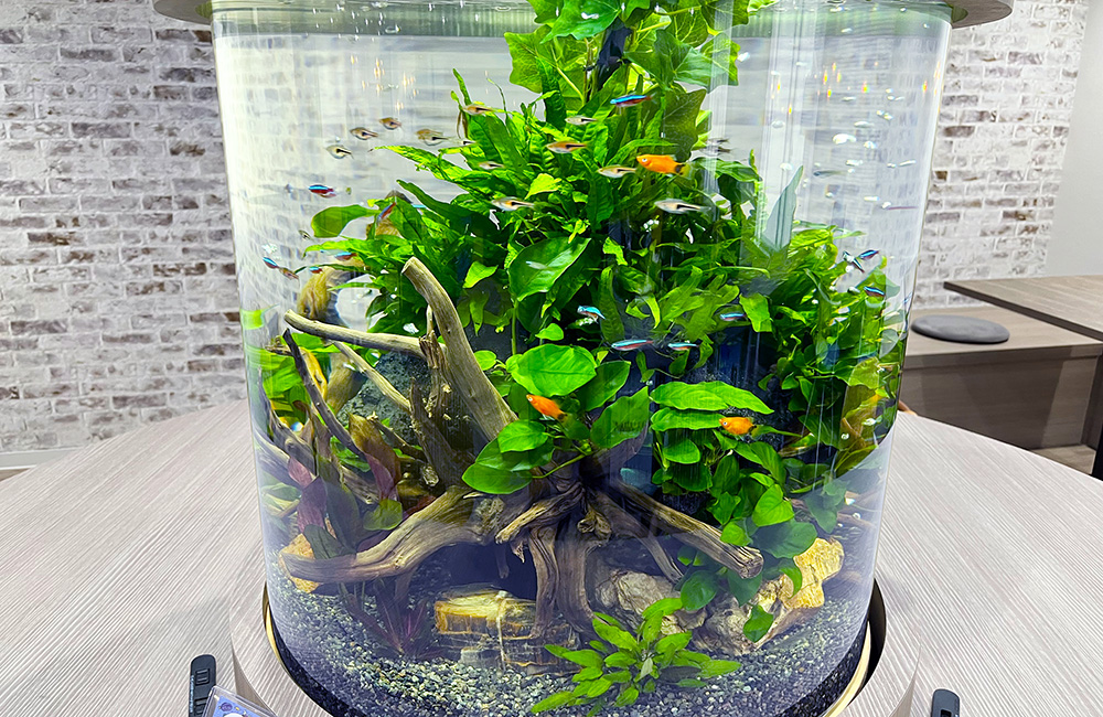 石元商事株式会社様のオフィスに円柱水槽を販売・メンテナンス！｜東京