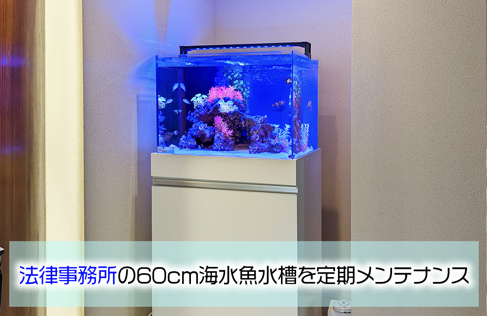 法律事務所の60cmワイド水槽を定期メンテナンス！2匹のエビが暮らすアクアリウム
