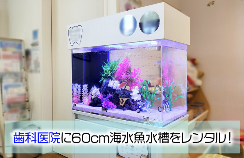 歯科医院様の60cm海水魚水槽！水槽レンタル9年目の様子 水槽画像１