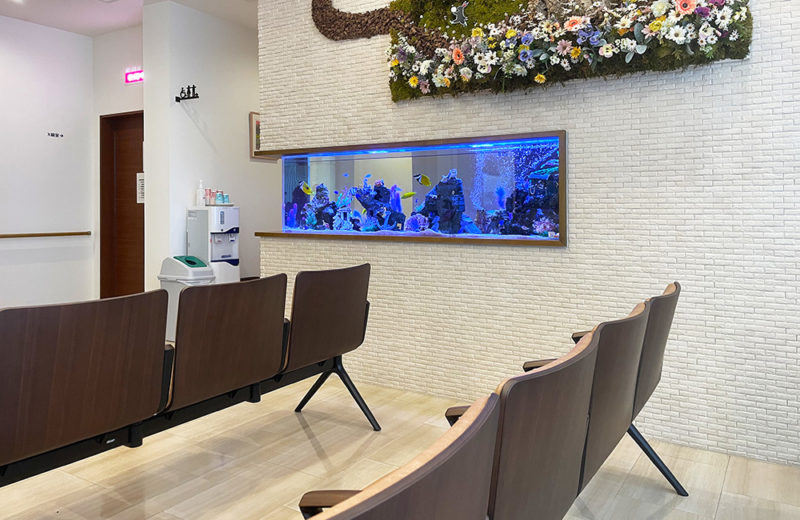 整形外科クリニック様の2.2ｍ埋め込み式水槽その後！12年目の様子 水槽画像４