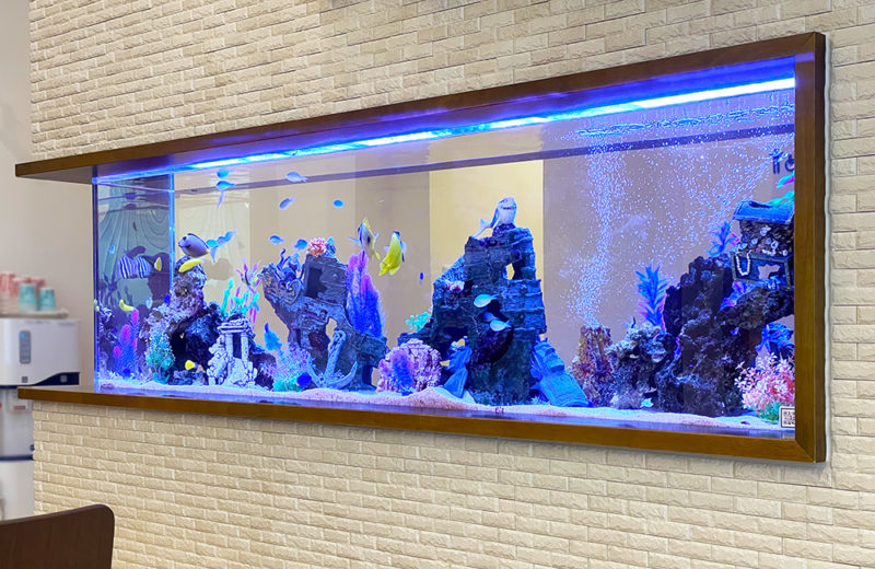 整形外科クリニック様の2.2ｍ埋め込み式水槽その後！12年目の様子 水槽画像５